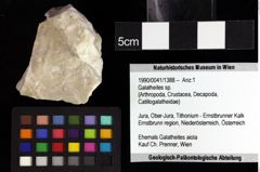 Foto (Objket + Etiketten) von Galatheites sp. 